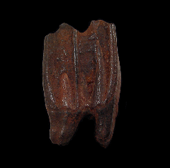 Pleistocene-aged fossil horse tooth | Buried Treasure Fossils