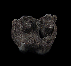 Fossil bison tooth | Buried Treasure Fossils