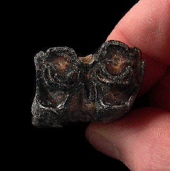Fossil bison tooth from Florida | Buried Treasure Fossils