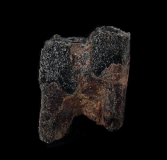 Fossil bison tooth for sale | Buried Treasure Fossils