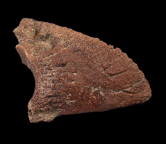 Fossil bison foot bone | Buried Treasure Fossils