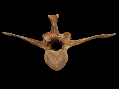 Fossil bison astragaleus for sale | Buried Treasure Fossils