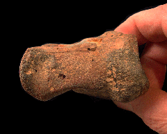 Fossil bison astragaleus for sale | Buried Treasure Fossils