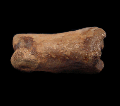 Fossil bison astragaleus for sale | Buried Treasure Fossils