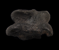 Pleistocene-aged horse astragaleus | Buried Treasure Fossils