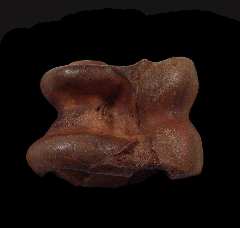 Pleistocene-aged fossil bison astragaleus | Buried Treasure Fossils