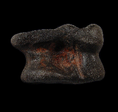 Fossil bison astragaleus from Florida | Buried Treasure Fossils