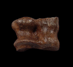 Fossil bison astragaleus for sale | Buried Treasure Fossils