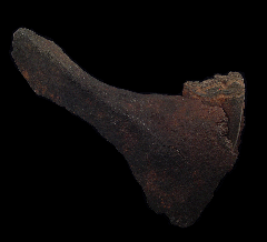 Fossil Horse jaw section | Buried Treasure Fossil