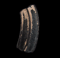 Three Toed Horse tooth fossil | Buried Treasure Fossil