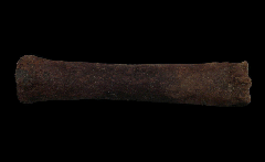 Fossil horse metatarsal | Buried Treasure Fossils