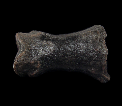 Equus fossil horse tooth for sale | Buried Treasure Fossils