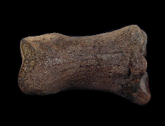 Equus fossil horse tooth for sale | Buried Treasure Fossils