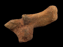 Equus fossil horse tooth for sale | Buried Treasure Fossils