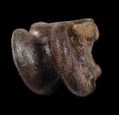 Equus fossil horse tooth for sale | Buried Treasure Fossils