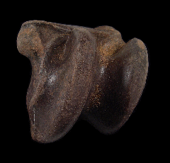 Pleistocene-aged fossil horse astragaleus | Buried Treasure Fossils