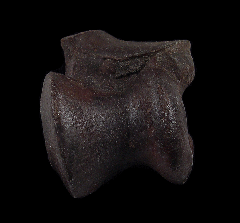 Pleistocene-aged horse astragaleus | Buried Treasure Fossils