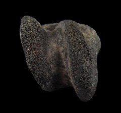 Fossil Equus astragaleus | Buried Treasure Fossils
