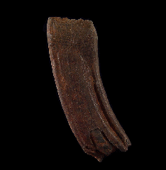 Equus fossil horse tooth | Buried Treasure Fossils