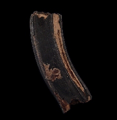 Pleistocene-aged Equus horse tooth | Buried Treasure Fossils