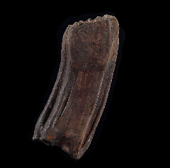 Equus fossil horse tooth | Buried Treasure Fossils