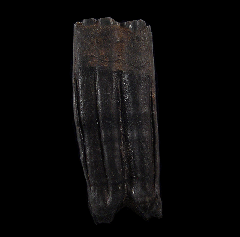 Pleistocene-aged fossil horse tooth for sale | Buried Treasure Fossils