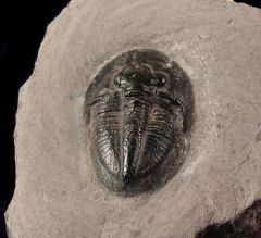 Dechenella burmeisteri trilobite for sale | Buried Treasure Fossils