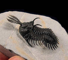 Walliserops lindoei trilobite | Buried Treasure Fossils