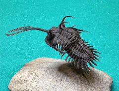 Walliserops trifurcatus for sale | Buried Treasure Fossils