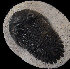 Hollardops mesocristata; Hollardops trilobite for sale | Buried Treasure Fossils