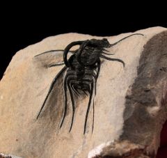 Dicranurus monstrosus trilobite for sale | Buried Treasure Fossils