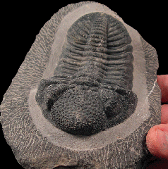 Drotops megamanicus trilobite for sale | Buried Treasure Fossils