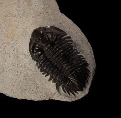 Coltraneia oufatenensis trilobite for sale | Buried Treasure Fossils