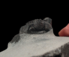 Coltraneia oufatenensis trilobite for sale | Buried Treasure Fossils