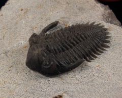 Kayserops trilobite from Morocco for sale | Buried Treasure Fossils