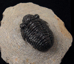 Gerastos trilobite for sale | Buried Treasure Fossils