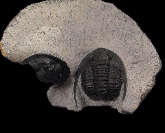 Moroccan Cornuproetus antlatiasus trilobite for sale | Buried Treasure Fossils