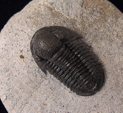  Rhenocynproetus trilobite | Buried Treasure Fossils