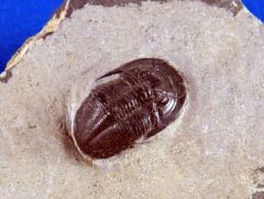 Dechenella burmeisteri