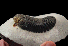 Phacops speculator for sale | Buried Treasure Fossils