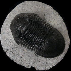 Moroccan Paralejurus rehamnanus  for sale | Buried Treasure Fossils