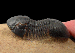 Moroccan Paralejurus rehamnanus  for sale | Buried Treasure Fossils
