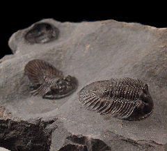 Scabriscutellum furficerum trilobite for sale | Buried Treasure Fossils