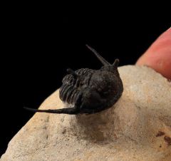 Flying Cyphaspis tafilaltense trilobite for sale | Buried Treasure Fossils