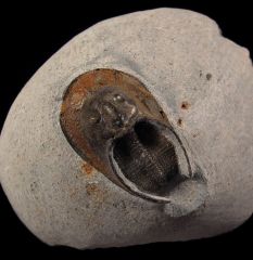 Moroccan Harpes trilobite for sale | Buried Treasure Fossils