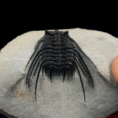 Moroccan Leonaspis trilobite for sale | Buried Treasure Fossils