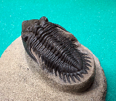 Metacanthina issoumourensis for sale | Buried Treasure Fossils
