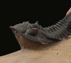 Metacanthina issoumourensis