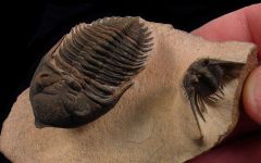 Moroccan Metacanthina trilobite for sale | Buried Treasure Fossils