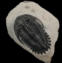 Moroccan Hollardops trilobite for sale | Buried Treasure Fossils